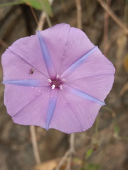 Jacquemontia evolvuloides