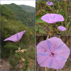 Jacquemontia evolvuloides