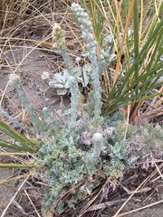 Artemisia pycnocephala