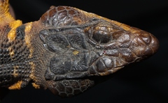 Cape Crag Lizard photo 3
