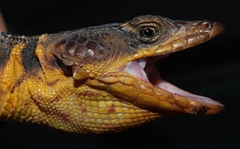 Cape Crag Lizard photo 2
