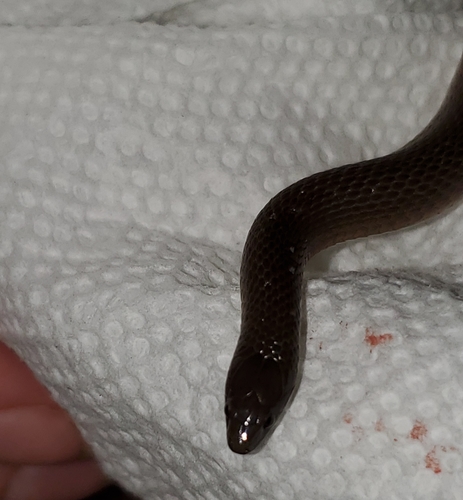 Rough Earthsnake, Oak Ridge North, TX 77386, USA, photo 9 of 10