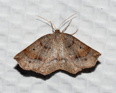 Metarranthis duaria