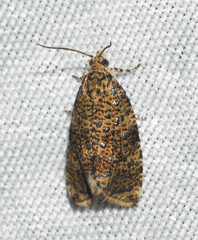 Olethreutes astrologana
