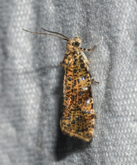 Olethreutes astrologana