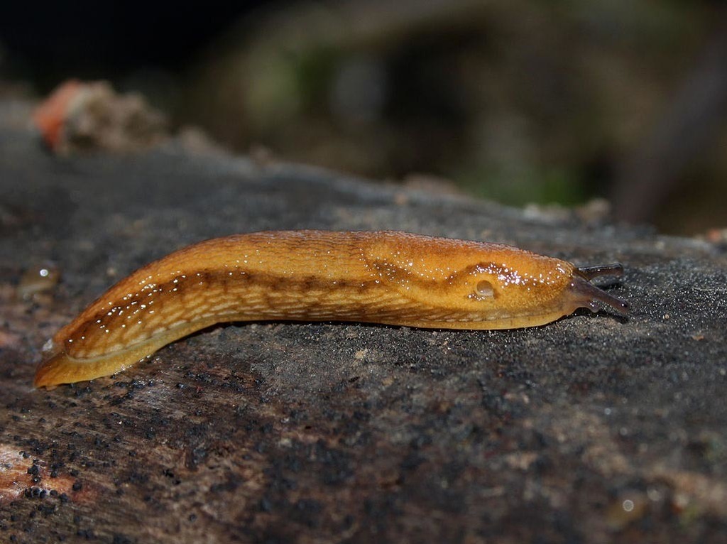 Dusky Slug