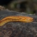 Western Dusky Slug - Photo (c) Holger Krisp, some rights reserved (CC BY)