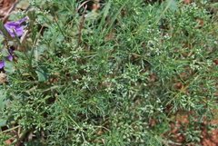 Ammoselinum popei