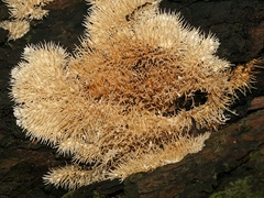 Protohydnum sclerodontium