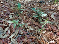 Phoebanthus grandiflora image