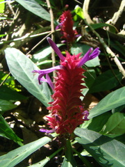 Justicia scheidweileri