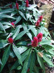 Justicia scheidweileri