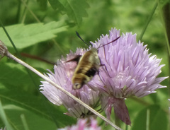 Hemaris diffinis