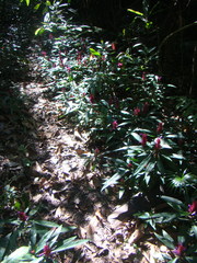 Justicia scheidweileri