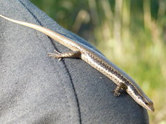 Notomabuya frenata