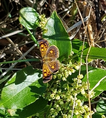 Lycaena 'canterbury common copper'