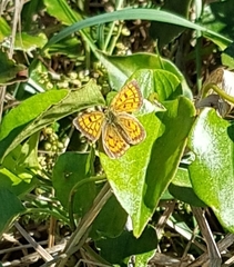 Lycaena 'canterbury common copper'
