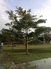 Ceiba pentandra