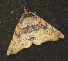 Aroana hemicyclophora