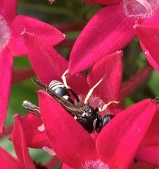 Ancistrocerus waldenii