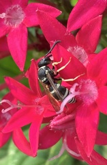 Ancistrocerus waldenii