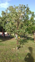 Cordia dodecandra