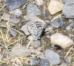 Euphilotes ancilla