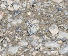 Euphilotes ancilla