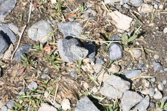Euphilotes ancilla