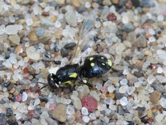 Caloparyphus tetraspilus