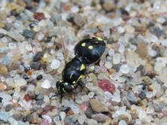 Caloparyphus tetraspilus