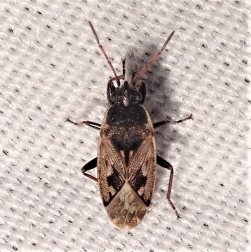 Margoji Dirvablakė nuotrauka