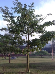 Ceiba pentandra