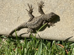 Sceloporus occidentalis
