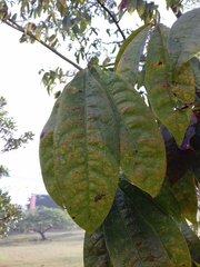 Ceiba pentandra