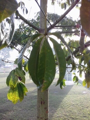 Ceiba pentandra