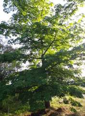 Ceiba pentandra
