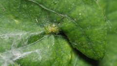 Callirhytis quercusfutilis