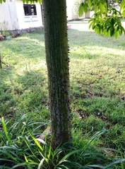 Ceiba pentandra