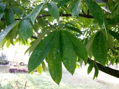 Ceiba pentandra