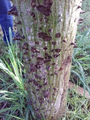 Ceiba pentandra