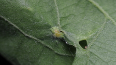 Callirhytis quercusfutilis