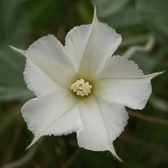 Convolvulus hermanniae