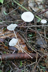 Pseudomarasmius pallidocephalus