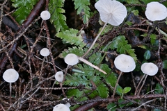 Pseudomarasmius pallidocephalus