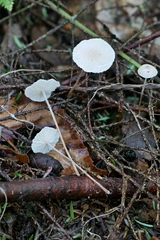Pseudomarasmius pallidocephalus
