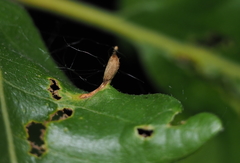 Andricus chinquapin
