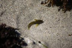 Oligocottus maculosus