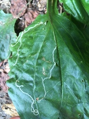 Phytomyza plantaginis