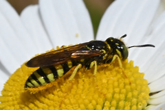 Philanthus crabroniformis